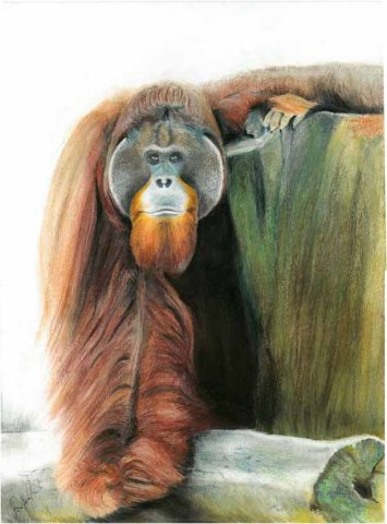 Orangutan