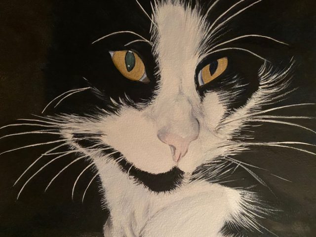 Cat Scare