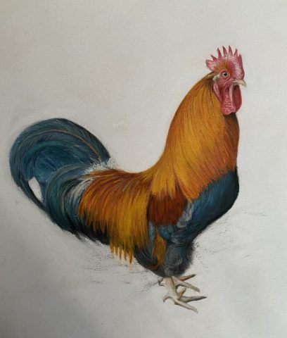 Cockerel